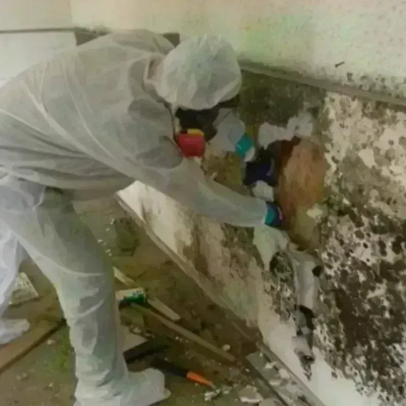 Mold Remediation and Removal in Brattleboro, VT